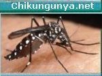 Albopictus vecteur du chikungunya